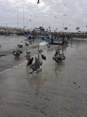 Pelecanus occidentalis