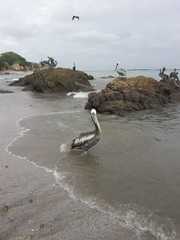Pelecanus occidentalis