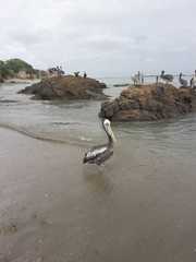 Pelecanus occidentalis