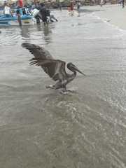 Pelecanus occidentalis