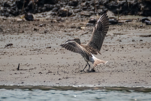 Eurasian Whimbrel