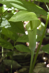 Arisaema amurense