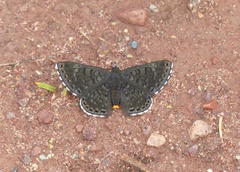 Exoplisia myrtis