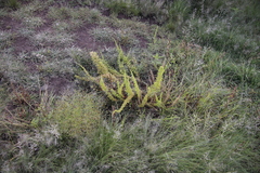 Asparagus stellatus