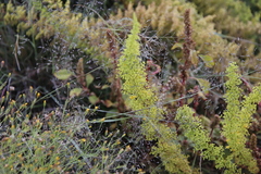 Asparagus stellatus