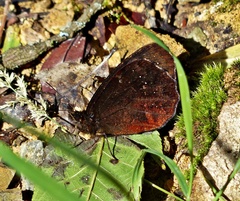 Pedaliodes uncus