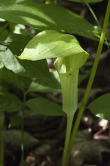 Arisaema amurense