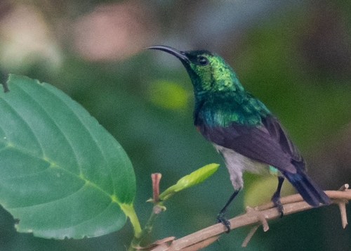 Olive-bellied Sunbird