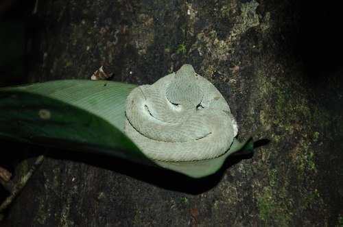 African Bush Viper