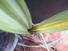Eulophia