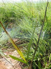 Eulophia
