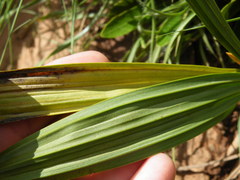 Eulophia
