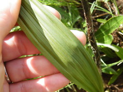 Eulophia
