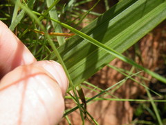 Eulophia
