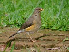 Turdus pelios centralis