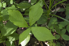 Arisaema amurense