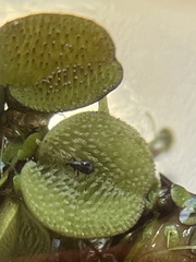 Cyrtobagous salviniae
