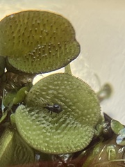 Cyrtobagous salviniae