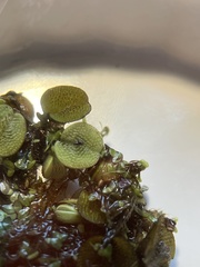 Cyrtobagous salviniae
