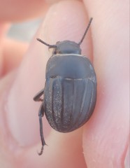 Erodius gibbus