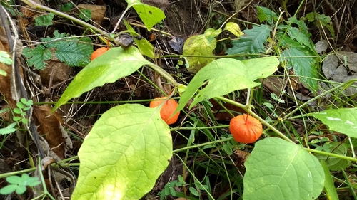 Japanese-lantern
