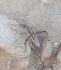 Tenosius proletarius