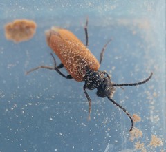 Sitarobrachys thoracica