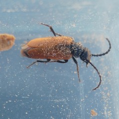 Sitarobrachys thoracica