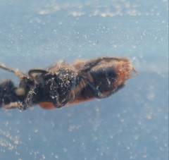 Sitarobrachys thoracica