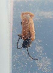 Sitarobrachys thoracica