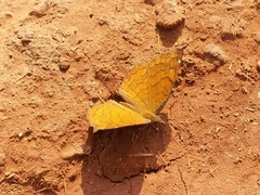 Ariadne ariadne indica
