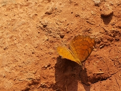 Ariadne ariadne indica