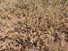 Hygrophila serpyllum