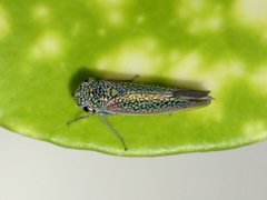 Macugonalia cavifrons