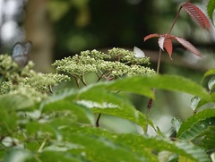 Curetis santana