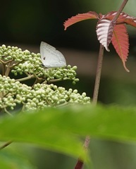 Curetis santana