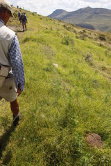 Cyperus teneristolon