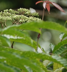 Curetis santana
