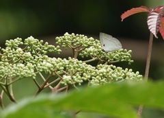 Curetis santana