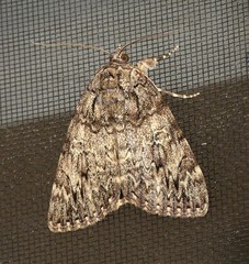 Catocala umbrosa