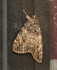 Catocala umbrosa