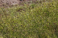 Cyperus teneristolon