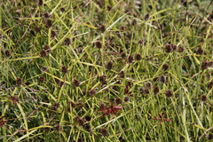 Cyperus teneristolon