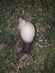 Megalobulimus lorentzianus