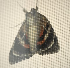 Catocala umbrosa