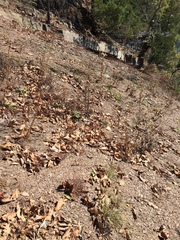 Oenothera argillicola