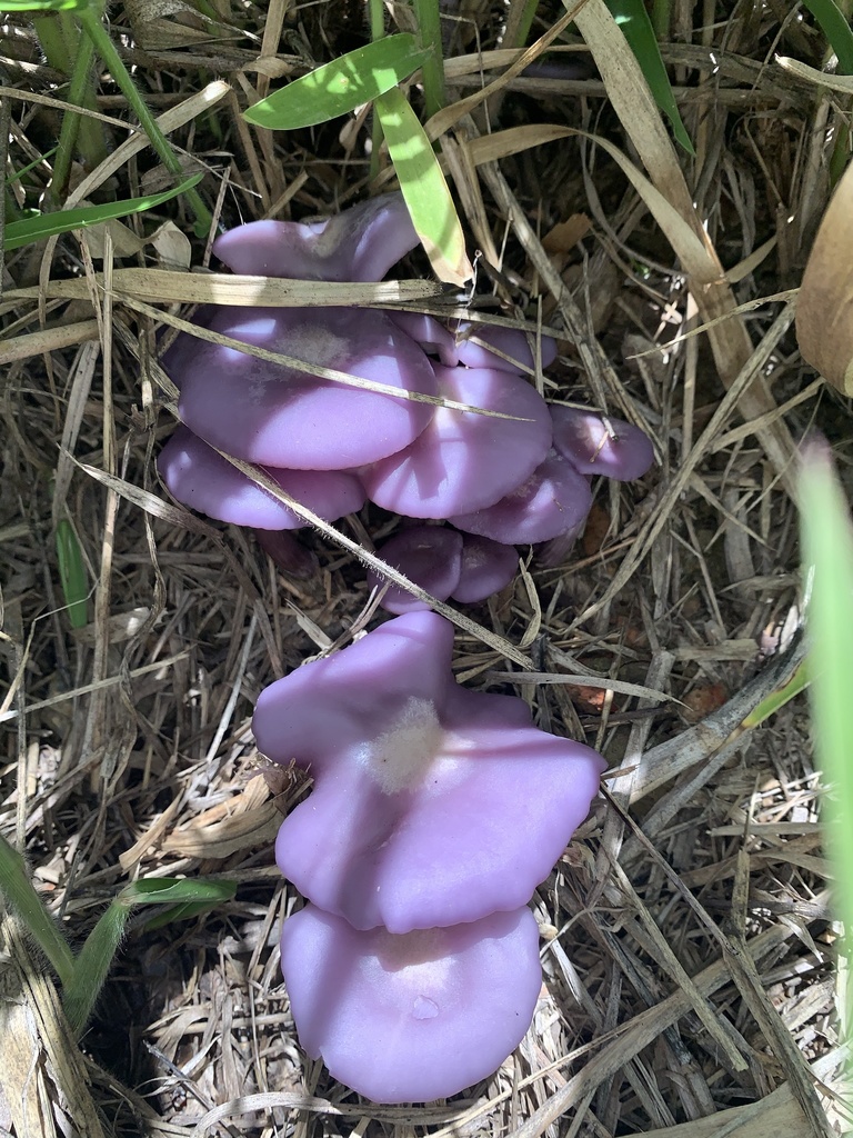 Collybia sordida · February 2021 · photo: © mariobarroso (iNaturalist, cc-by)