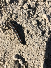 Berberomeloe comunero