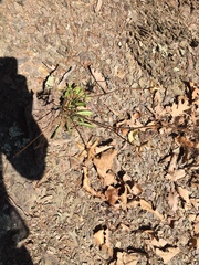 Oenothera argillicola