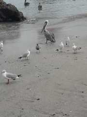 Chroicocephalus cirrocephalus